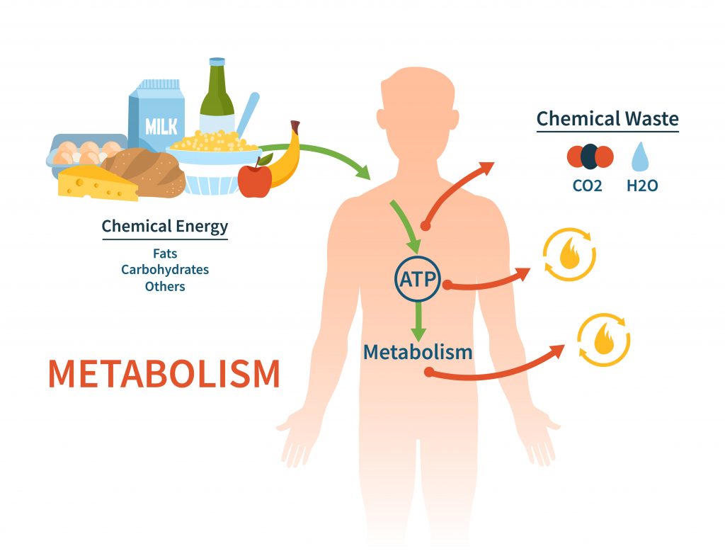 Metabolic rate and metabolism boosters
