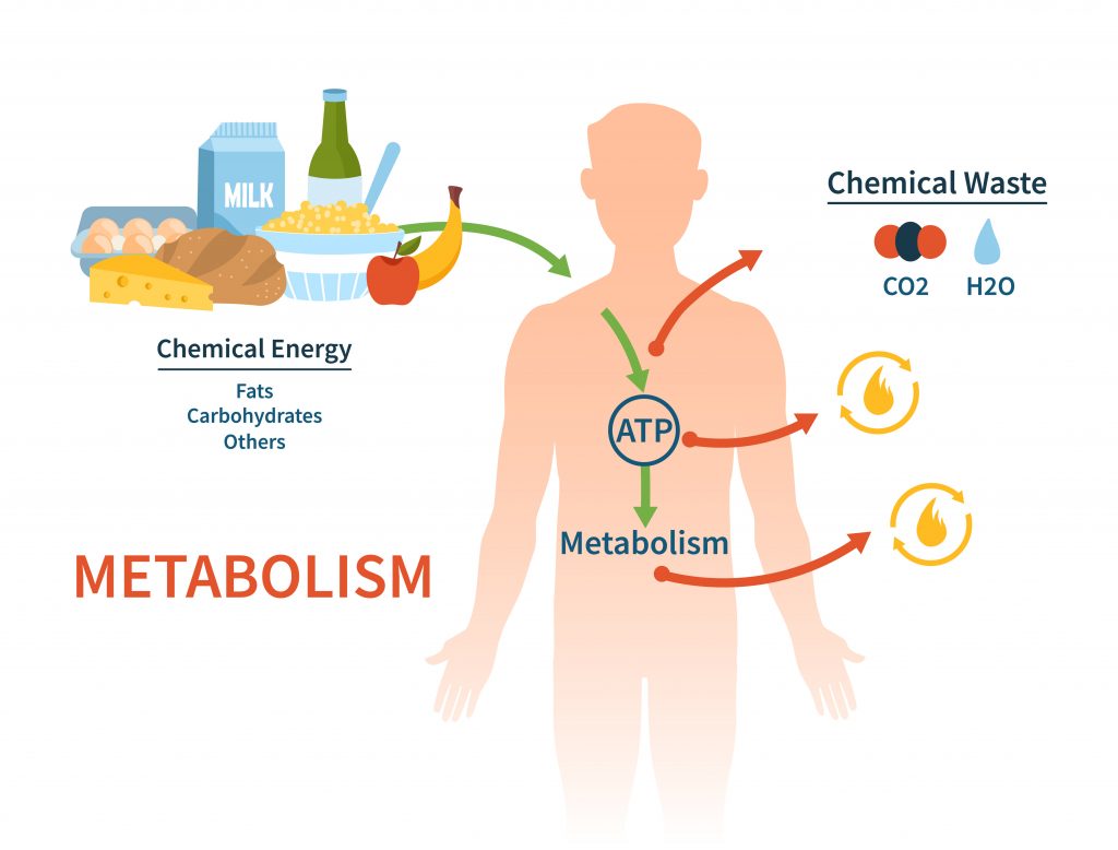 How To Increase Your Metabolic Rate Nutrition For Weight Loss