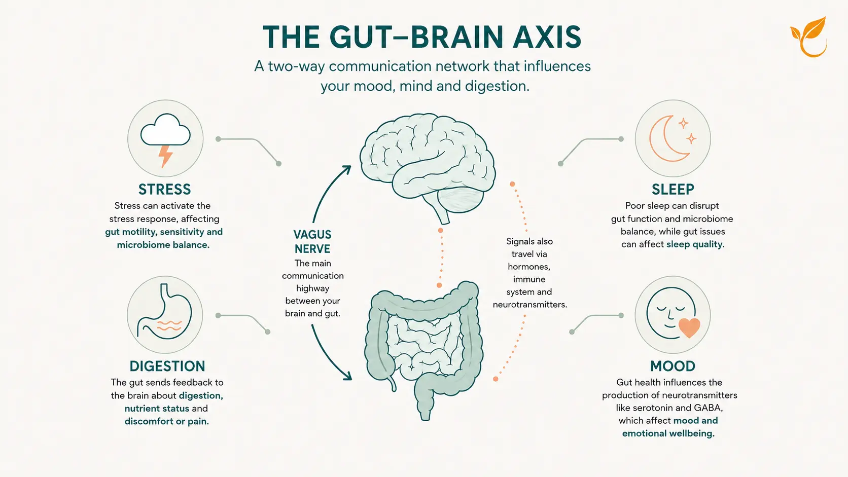 The gut-brain axis: a two-way vagus nerve link between the brain and gut that influences stress, sleep, mood and digestion in IBS.