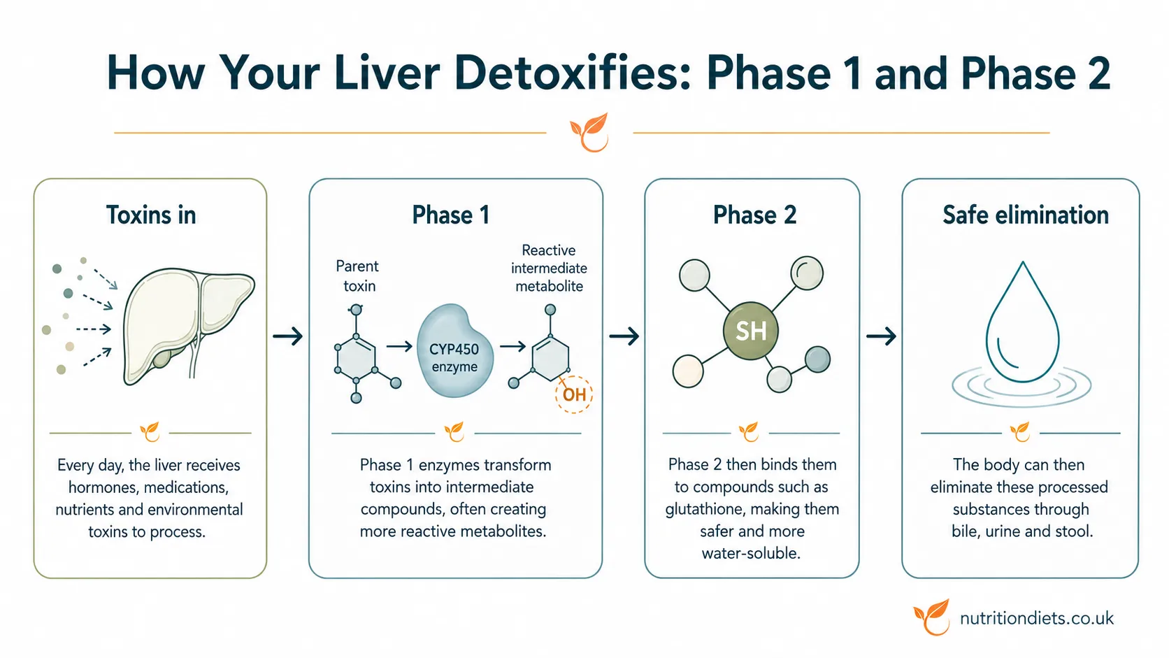 glutathione liver phase Chronic Depletion Confers Protection against Alcohol-induced Steatosis: Implication for Redox Activation of AMP-activated Protein Kinase Pathway VV Naturals Liver Cleanse Detox